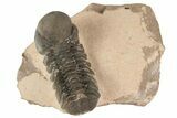 Reedops Trilobite - Lghaft , Morocco #186747-1